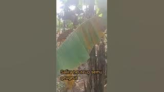 Gapura Cinta (Rita Tila) cover Nanih LIRIK