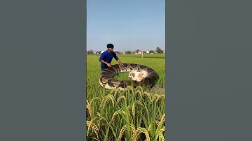 Shocking Moment! Python Wraps Around Puppy #AnimalLove #WildlifeShorts #AnimalRescue #PythonVsPuppy