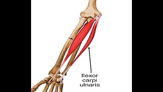 Two Minutes of Anatomy: Flexor Carpi Ulnaris