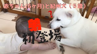 犬と赤ちゃん 弟を見守る紀州犬のじゅ子が可愛い 成長日記 Youtube