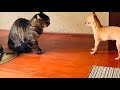 古民家に突然現れた野良猫【後編】Stray cat suddenly appears in old house [Part 2]