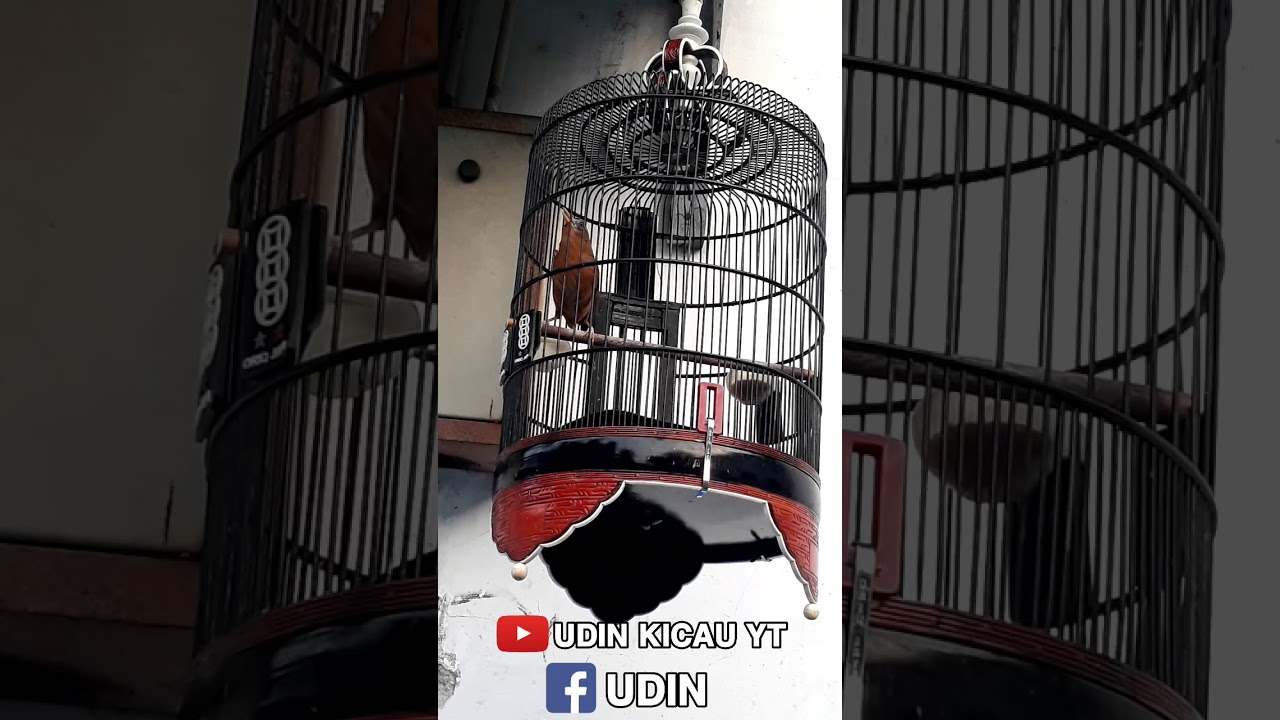 WAMBI BONDOL TAPI NGEROLL (Part 2)