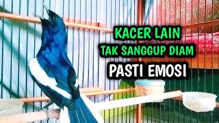 KACER LAIN TAK SANGGUP DIAM PASTI EMOSI DENGAR INI !! PANCINGAN KACER GACOR PASTI NYAUT AMPUH.