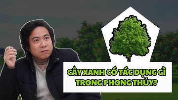 Sự Thật Về Tác Dụng Của Cây Xanh Trong Phong Thủy (Đàm Luận Phong Thuỷ - Số 23) Thầy Tâm An