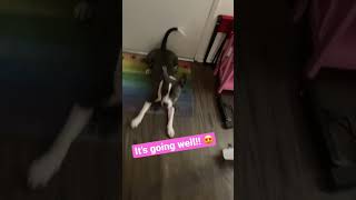 7 Month Old Pitbull Puppy Showing Off Her Off Leash Obedience Skills