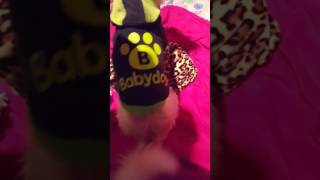 Căo Dancando A Musica Olha A Explosao.