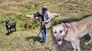 KEŞ KANLAR İÇİNDE SÜRÜNÜN YANINA GELDİ ~EŞEK ALACAM(TEST SÜRÜŞÜ YAPTIM 🤣)