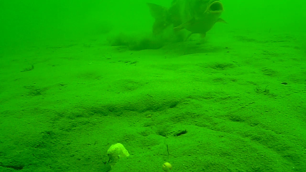 Water Wolf hooks with single hook bait