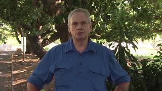 Discover The Gardens - Beauty Leaf Tree