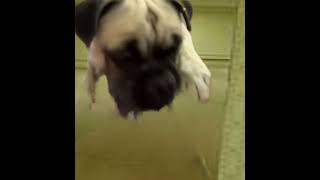 Benito en los Backrooms #pug #memes