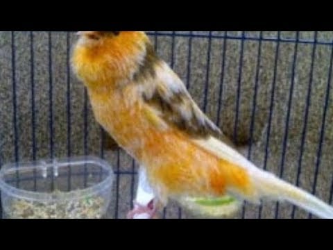 Harga Dan Ciri Ciri Burung Kenari Black Red Terbaru Youtube