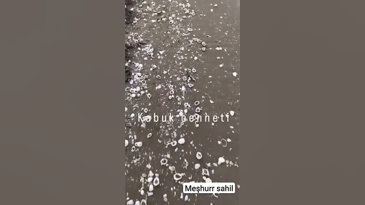 deniz kabukları ile dolu meşhur sahili bulduk