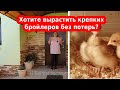 Как, когда и чем кормить цыплят бройлеров с первых дней, чем пропаивать