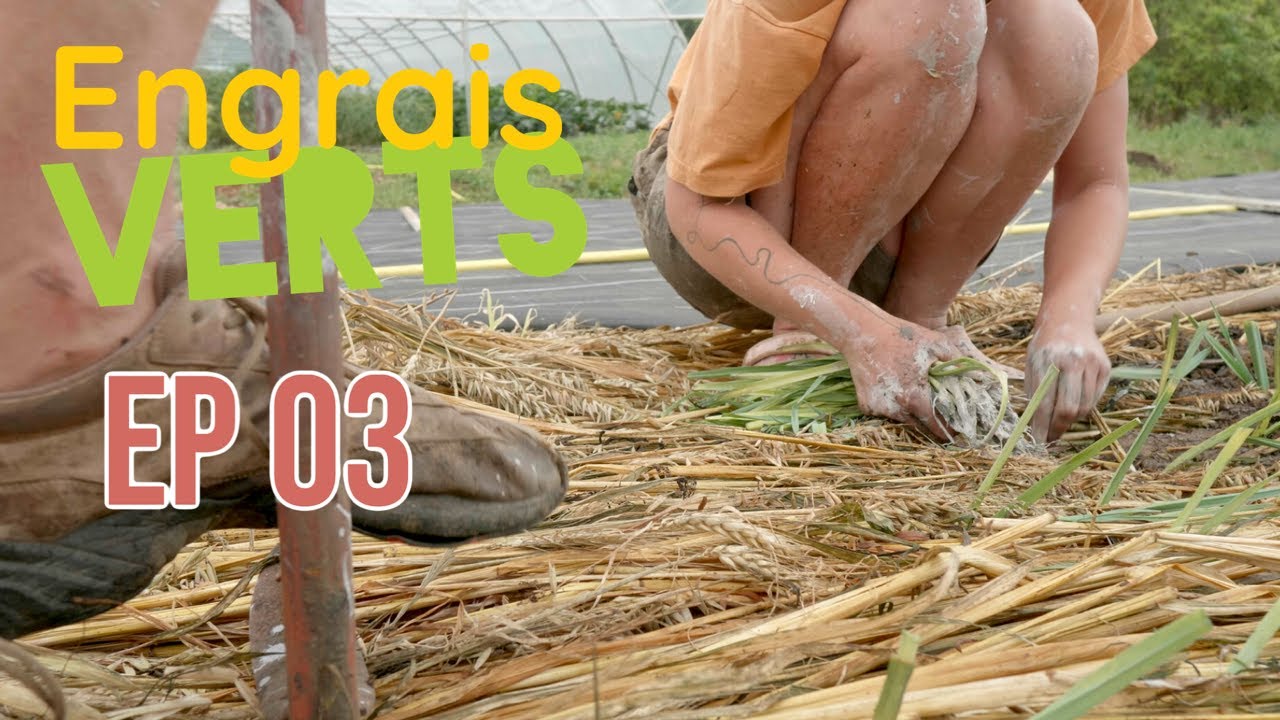 Engrais verts - Ep 03