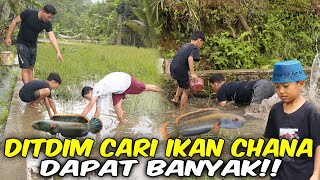 DITDIM CARI IKAN CHANA DI SAWAH