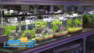《消费主张》 20230420 养鱼新乐趣 为什么鱼缸造景火了？| 财经风云
