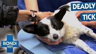 Best of Bondi Vet: Season 4 Marathon! | Episodes 4 to 6