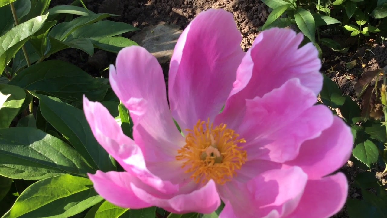 видео пионов цветение. пион антей. пион paeonia. видео пионов цветение. пион апплетон хаус.