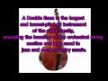 What is a double bass  hear and read full text robinbeare