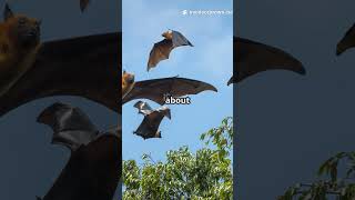 You Wont Believe What Brown Bats Can Do