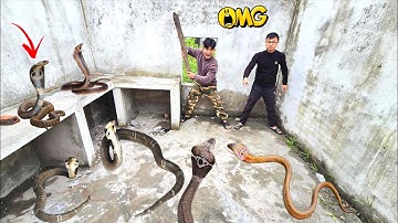 Dappere jagers vangen woeste cobra