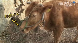 할아버지 뒤만 따라다니는 껌딱지 1톤 장수소🐮 혼자 산책까지 한다?!｜KBS 주주클럽 021202 방송