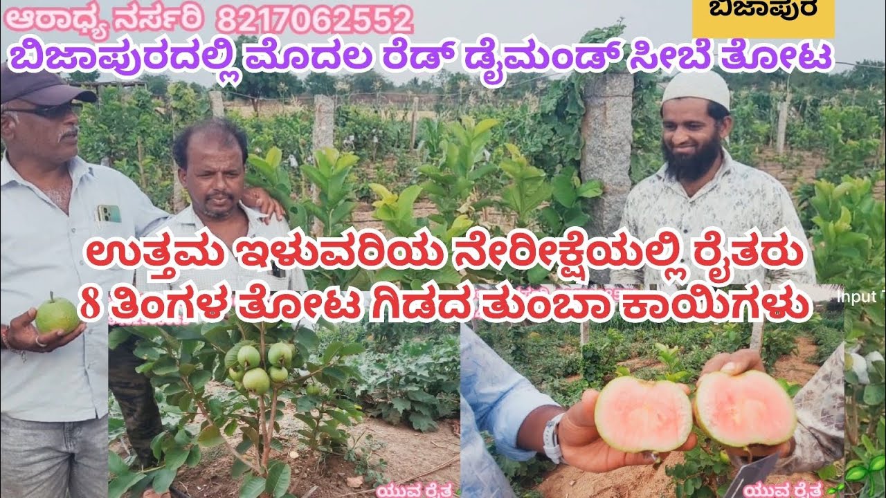 ಬಿಜಾಪುರದ 8 ತಿಂಗಳ ಜಪಾನೀಸ್ ರೆಡ್ ಡೈಮಂಡ್ ಸೀಬೆ ತೋಟ ಉತ್ತರ ಕರ್ನಾಟಕದಲ್ಲಿ ಜಪಾನ್ ಸೀಬೆ ಸಕ್ಸಸ್ ಬಂಪರ್ ಕಾಯಿಗಳು 🌱