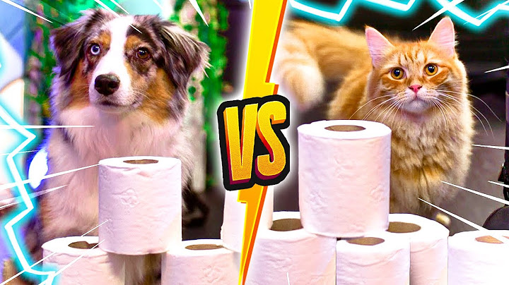 CHIEN VS CHAT ! (On essaie de voir qui est le plus intelligent)