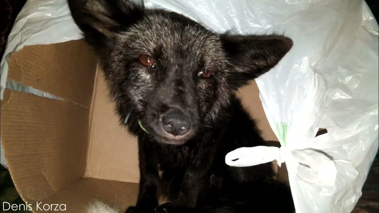 Лиса делает ремонт в картонной коробке. Организация пространства по ...