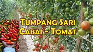 TUMPANG SARI CABE TOMAT