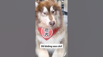 Ngáo Husky Cứu Bố SOS🤣  #shorts #tiktokvideo #thúcưng #vậtnuôi #chómèohàihước