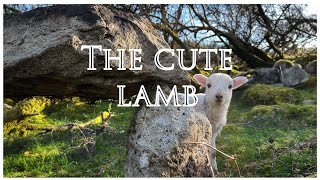 The Cute Lamb