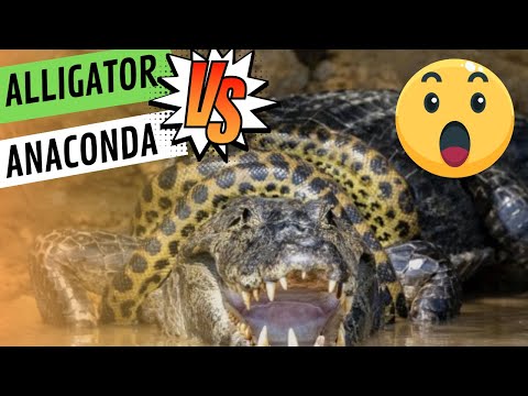 Alligator meets Anaconda #alligator  #anaconda  #wildlife