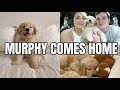 VLOG: bringing our golden retriever home + our first weekend with a puppy!