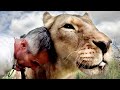 LION WALK - Tire Biting Again? | The Lion Whisperer