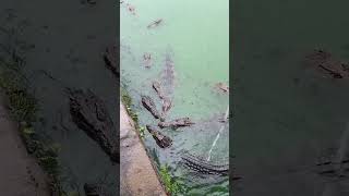 tricking crocodiles with leaf as food