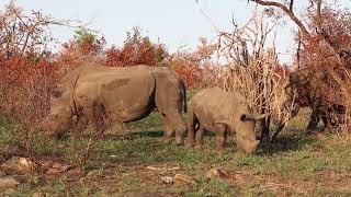 Gorgeous Rhino Family Peacefully Grazing