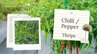 Hot Pepper Chilli Thrips Control Imidacloprid