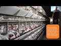 Webinar how world animal protection is working to end factory farming