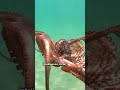 Plesiosaur vs Giant octopus
