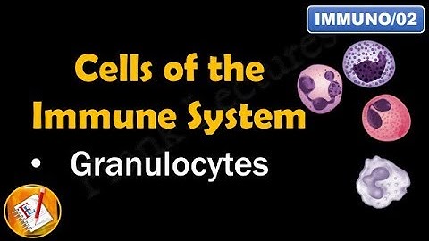 Cells of the Immune System (PART I - GRANULOCYTES) (FL-Immuno/02)