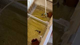 Chota sa fish setup🐟.#fish #setup #shortsfeed #farm