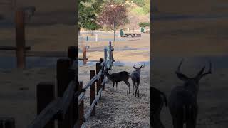 Buck Breeds his doe In Campground￼