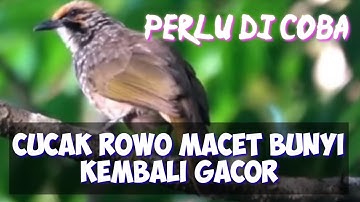 cucak rowo macet bunyi ⁉️ perlu dicoba pancing dengan suara cucak rowo gacor ini