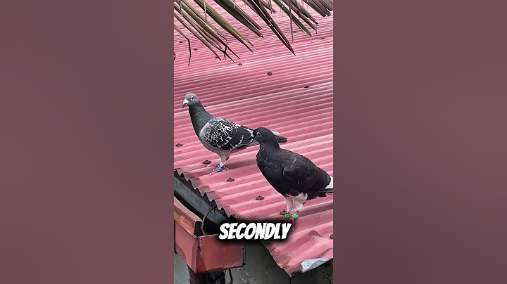 Crazy Pigeon Facts You Won’t Believe! 🐦✨ #pigeons #birds #shorts