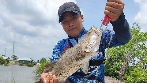 Lure Cá Chẽm | Phú Mỹ - Vũng Tàu