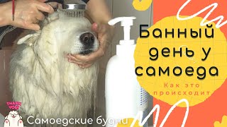Как помыть самоедскую собаку