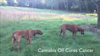 Rocket Scientist Ernie Varitimos Treats His Dogs' Cancer with Cannabis Oil
