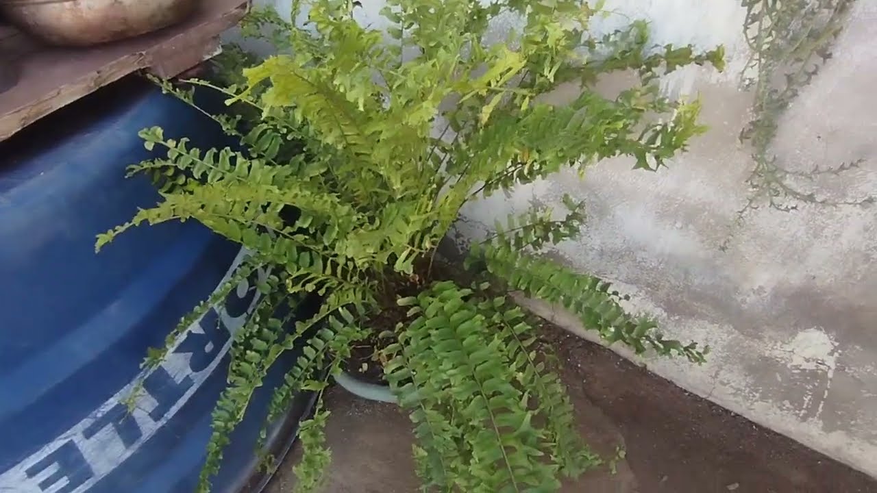 Fiz a limpeza na minha samambaia e organizei o canteiro de cacto 🪴🌵