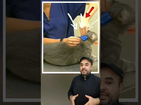 ليه بيحطوا مشبك في رقبة القطط